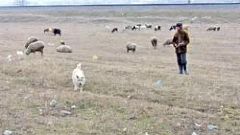 Caprele si oile primesc si ele subventii