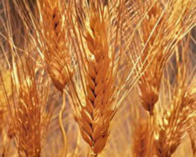 Captura impresionanta de cereale in judetul Timis