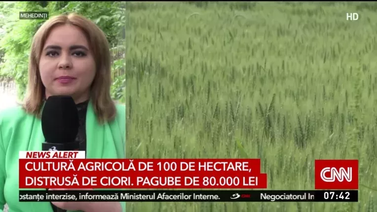 Cultura agricola de 100 de hectare, distrusa de ciori. Pagube de 80.000 de lei