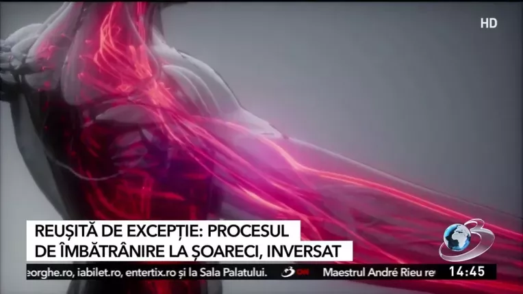 Reusita de exceptie: procesul de imbatranire la soareci, inversat